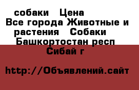 собаки › Цена ­ 2 500 - Все города Животные и растения » Собаки   . Башкортостан респ.,Сибай г.